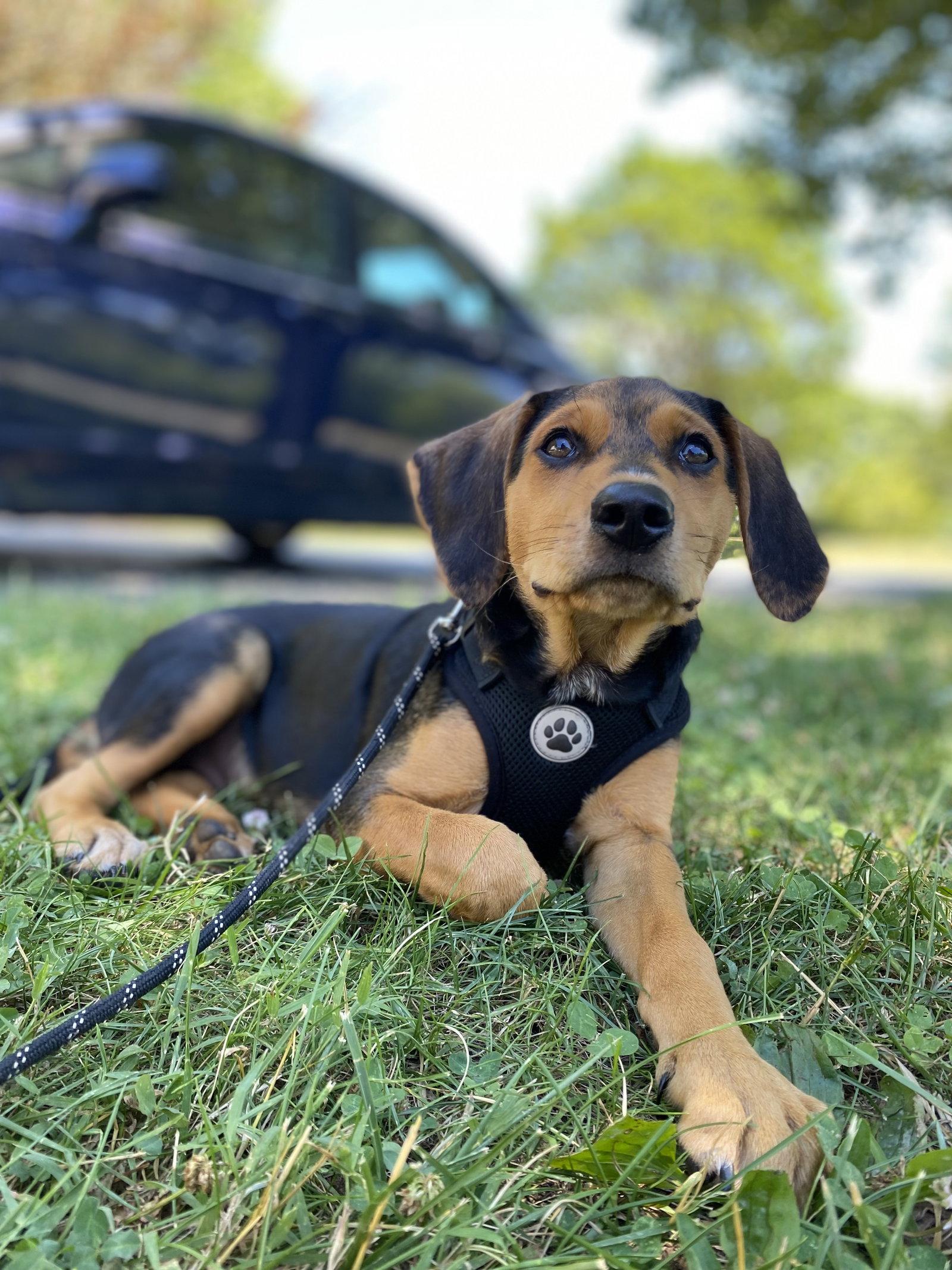 Riley, Adopted, Young Male Black and Tan Coonhound & Australian Cattle Dog / Blue Heeler.