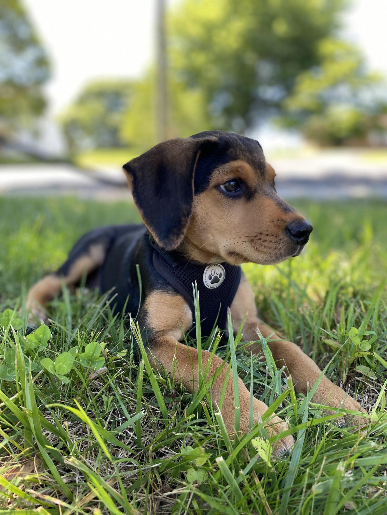 Riley, a Adopted mixed breed in Forest, VA image 2/3