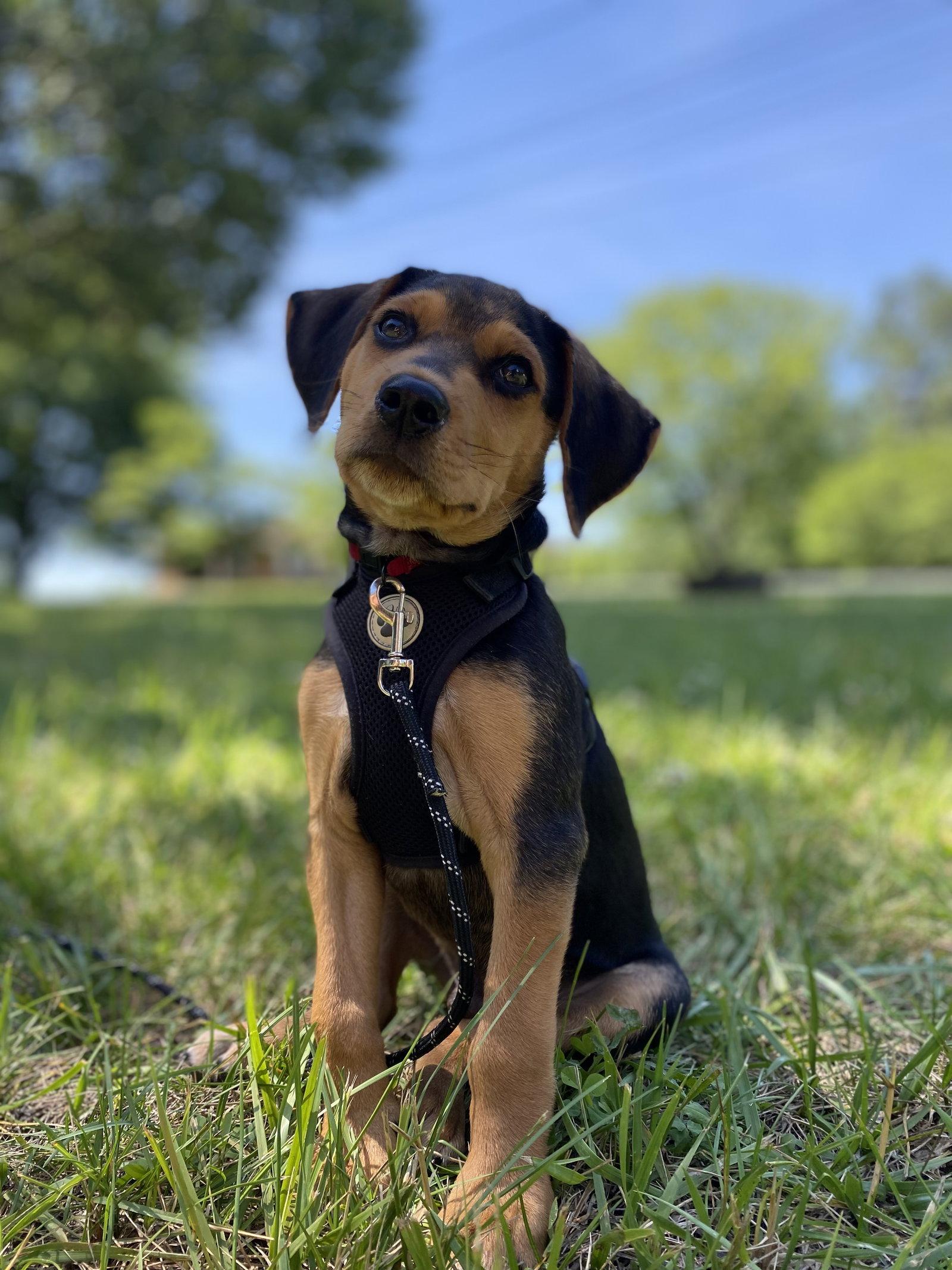 Riley, a Adopted mixed breed in Forest, VA image 3/3
