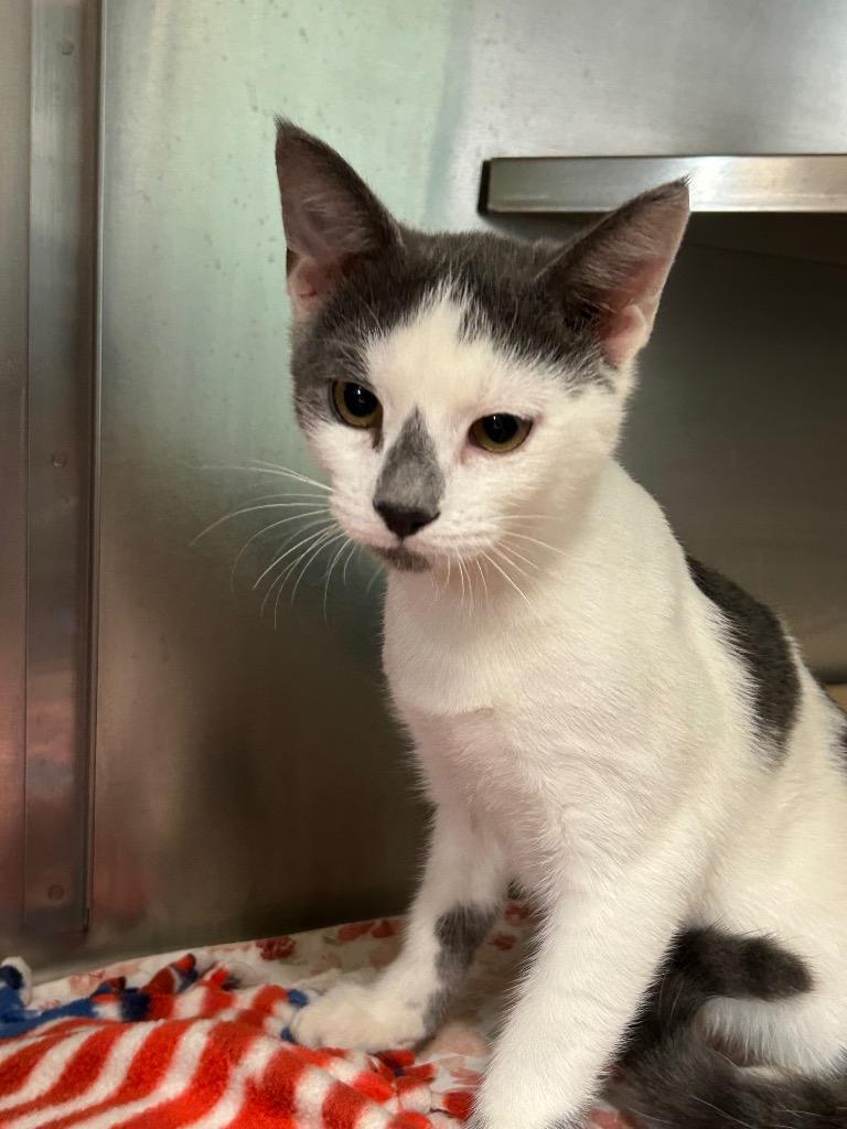 Phil, Adopted, Kitten Male Domestic Short Hair.