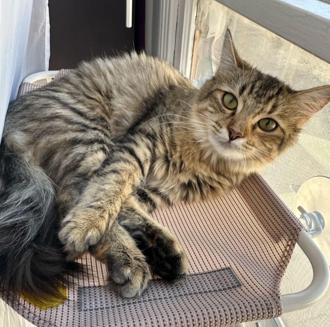 Enlarge Mimi, a Adopted Domestic Medium Hair in Los Angeles, CA image 1/6