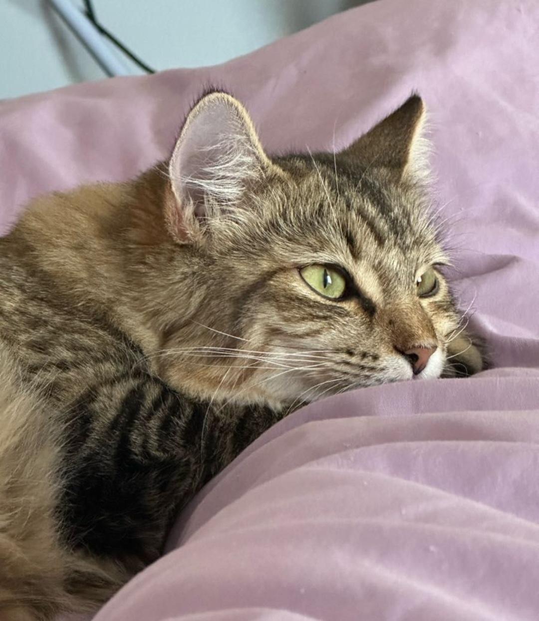 Enlarge Mimi, a Adopted Domestic Medium Hair in Los Angeles, CA image 4/6