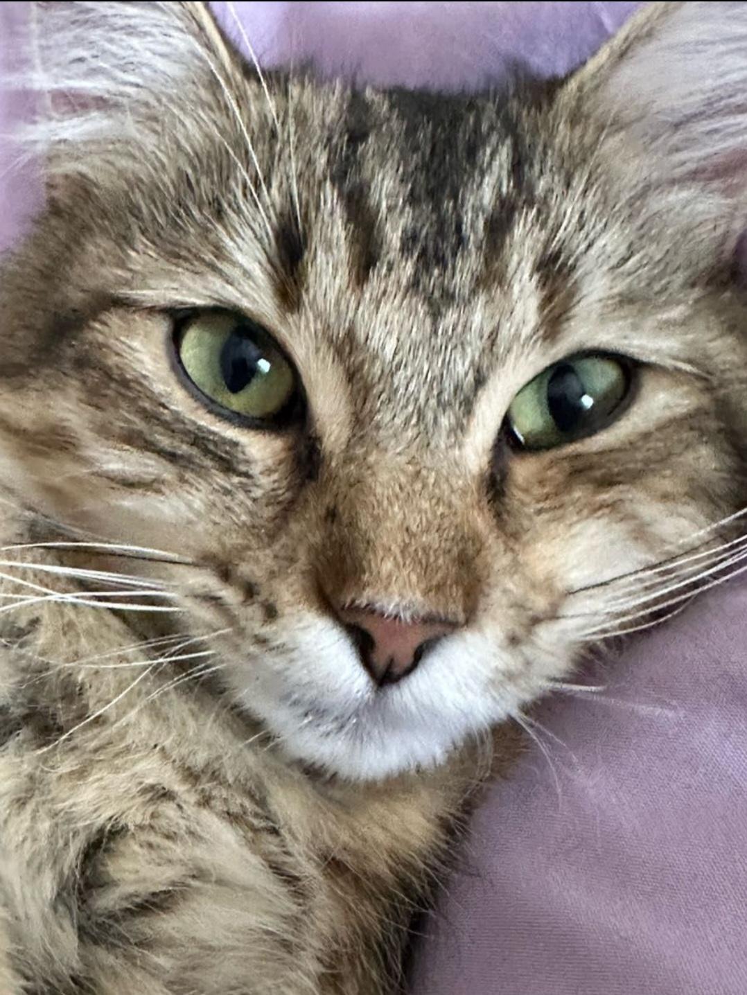 Enlarge Mimi, a Adopted Domestic Medium Hair in Los Angeles, CA image 6/6