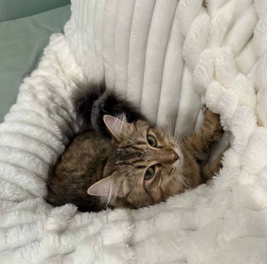 Enlarge Mimi, a Adopted Domestic Medium Hair in Los Angeles, CA image 3/6