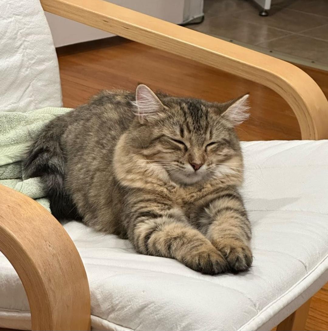 Enlarge Mimi, a Adopted Domestic Medium Hair in Los Angeles, CA image 5/6