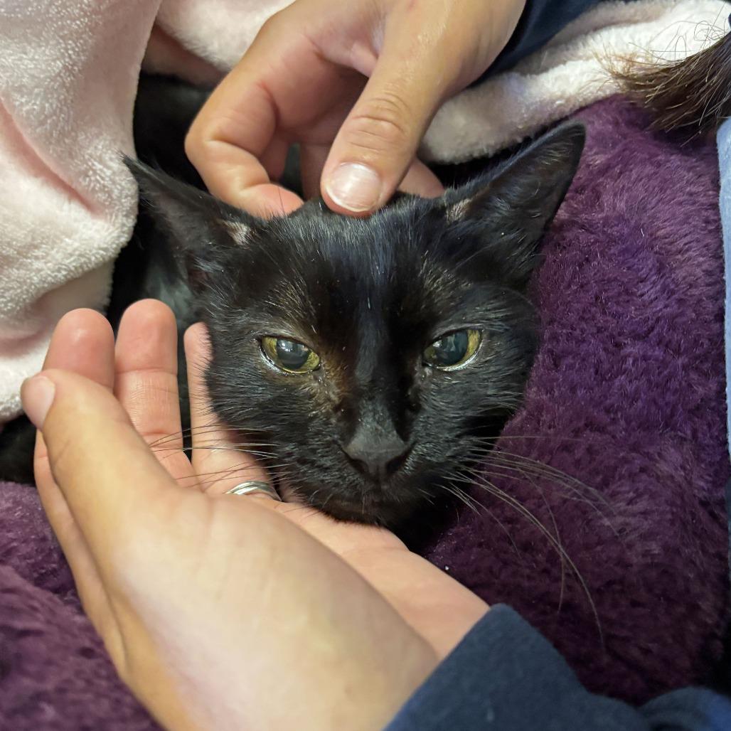 Lily, Adoptable, Senior Female Domestic Short Hair.