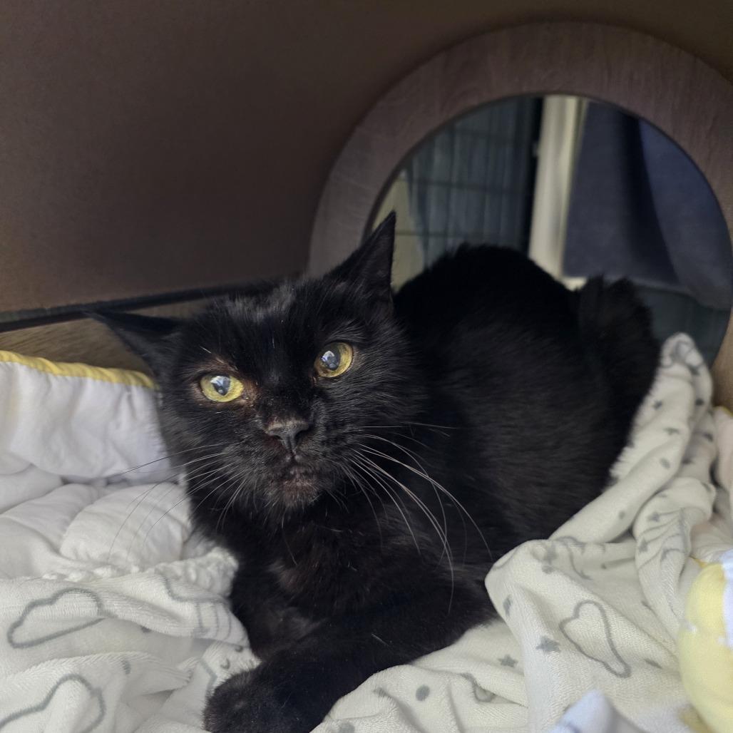 Lily, a Adoptable Domestic Short Hair in Ojai, CA image 2/4
