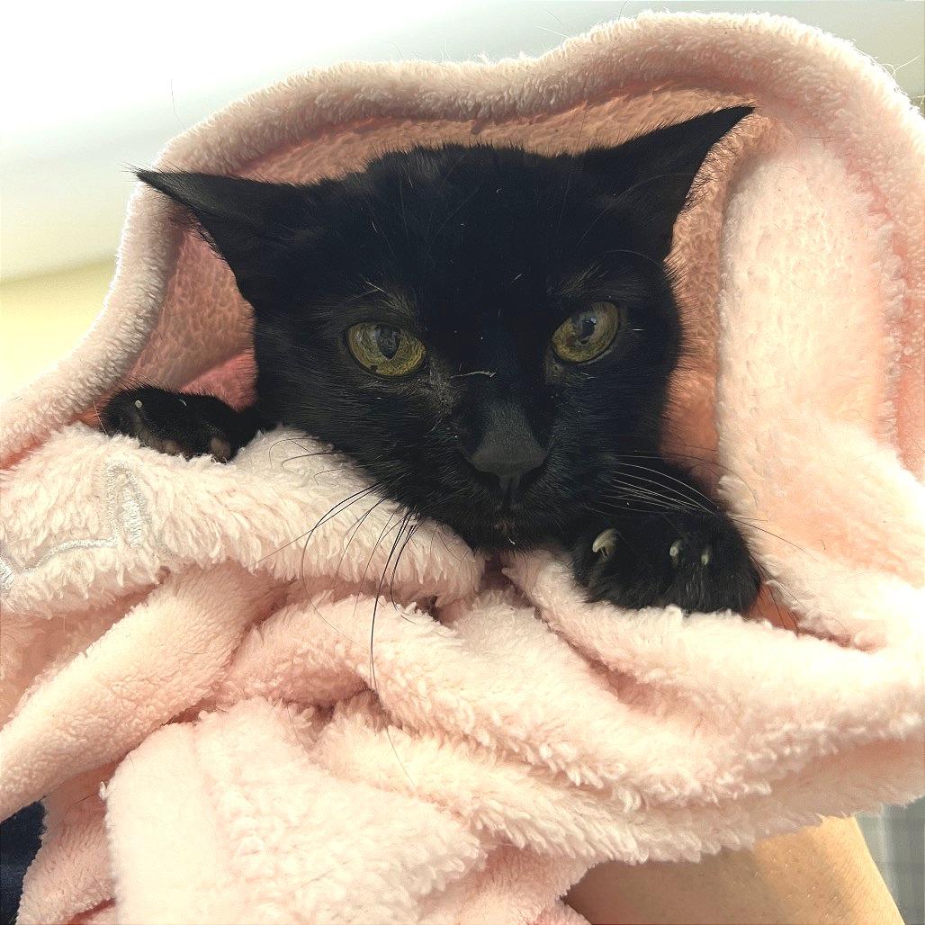 Lily, a Adoptable Domestic Short Hair in Ojai, CA image 3/4