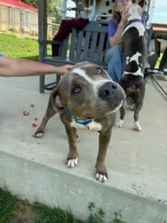 Rufus, a ADOPTABLE mixed breed in Augusta, WV image 3/6