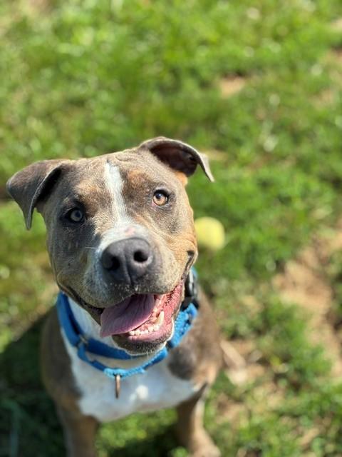 Rufus, ADOPTABLE, Young Male American Staffordshire Terrier & Bull Terrier.