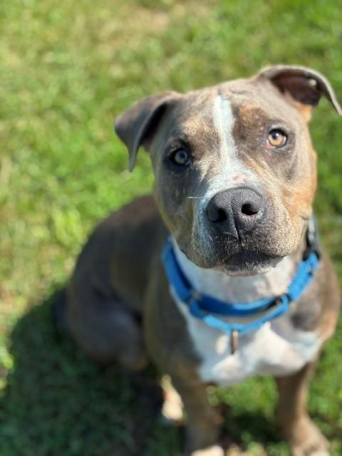 Rufus, a ADOPTABLE mixed breed in Augusta, WV image 6/6
