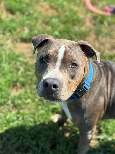Rufus, a ADOPTABLE mixed breed in Augusta, WV image 4/6