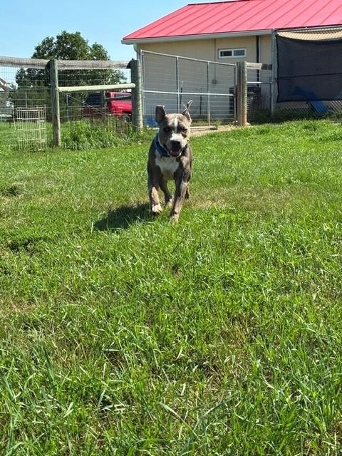 Rufus, a ADOPTABLE mixed breed in Augusta, WV image 5/6