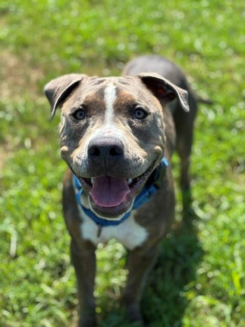Rufus, a ADOPTABLE mixed breed in Augusta, WV image 2/6