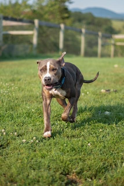 Rufus, a ADOPTABLE mixed breed in Augusta, WV image 4/4
