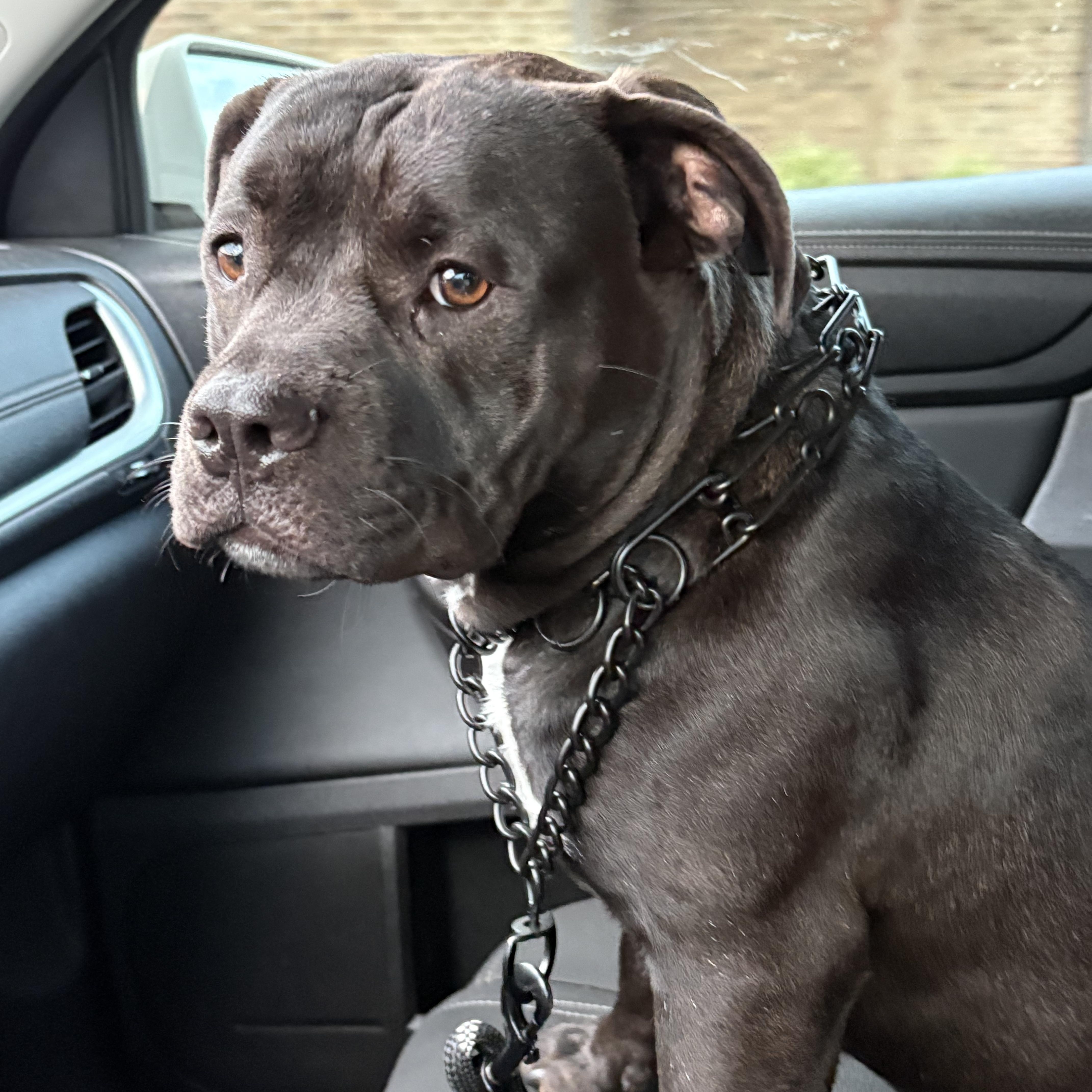 Enlarge Chip, a ADOPTABLE mixed breed in Boston, MA image 4/6