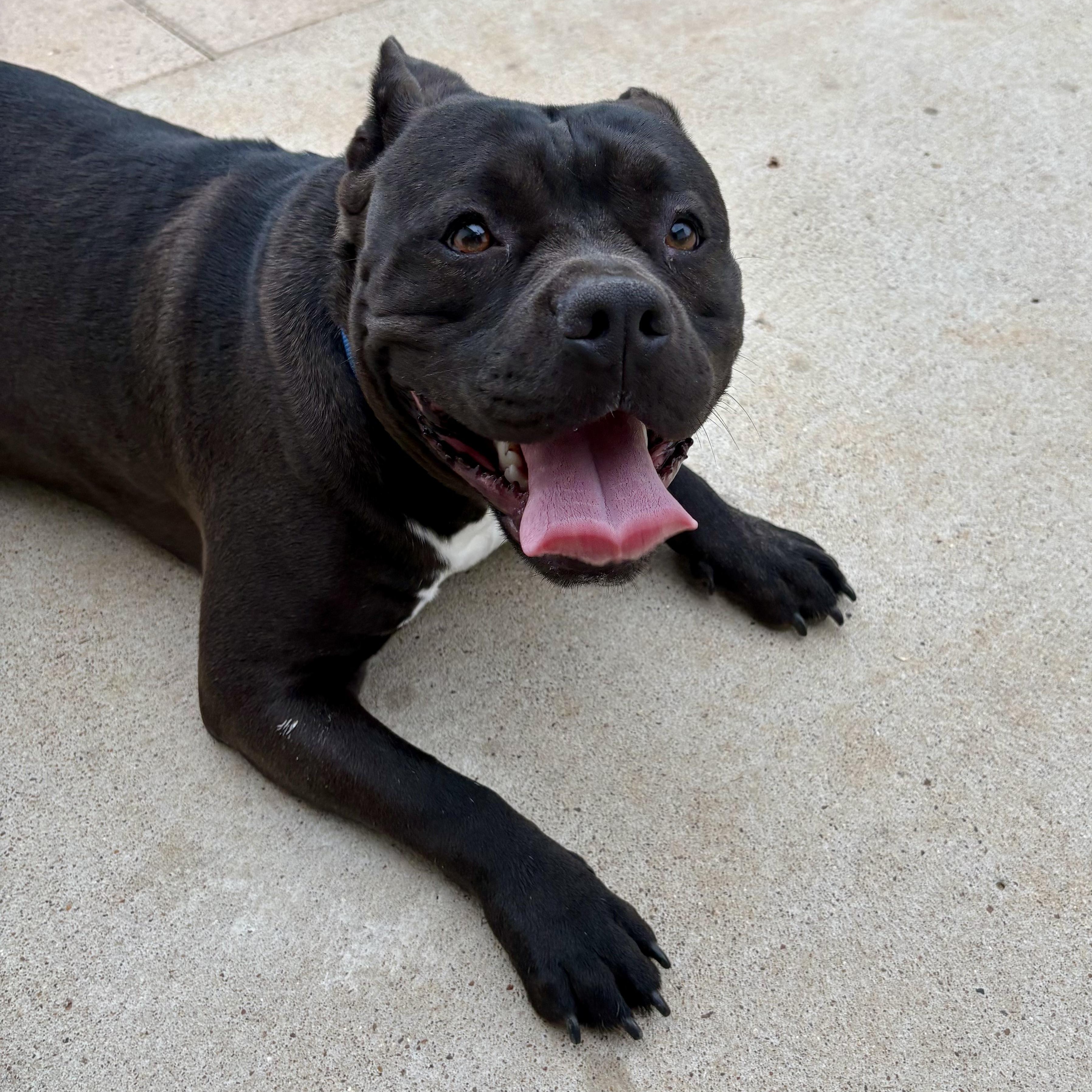 Enlarge Chip, a ADOPTABLE mixed breed in Boston, MA image 5/6