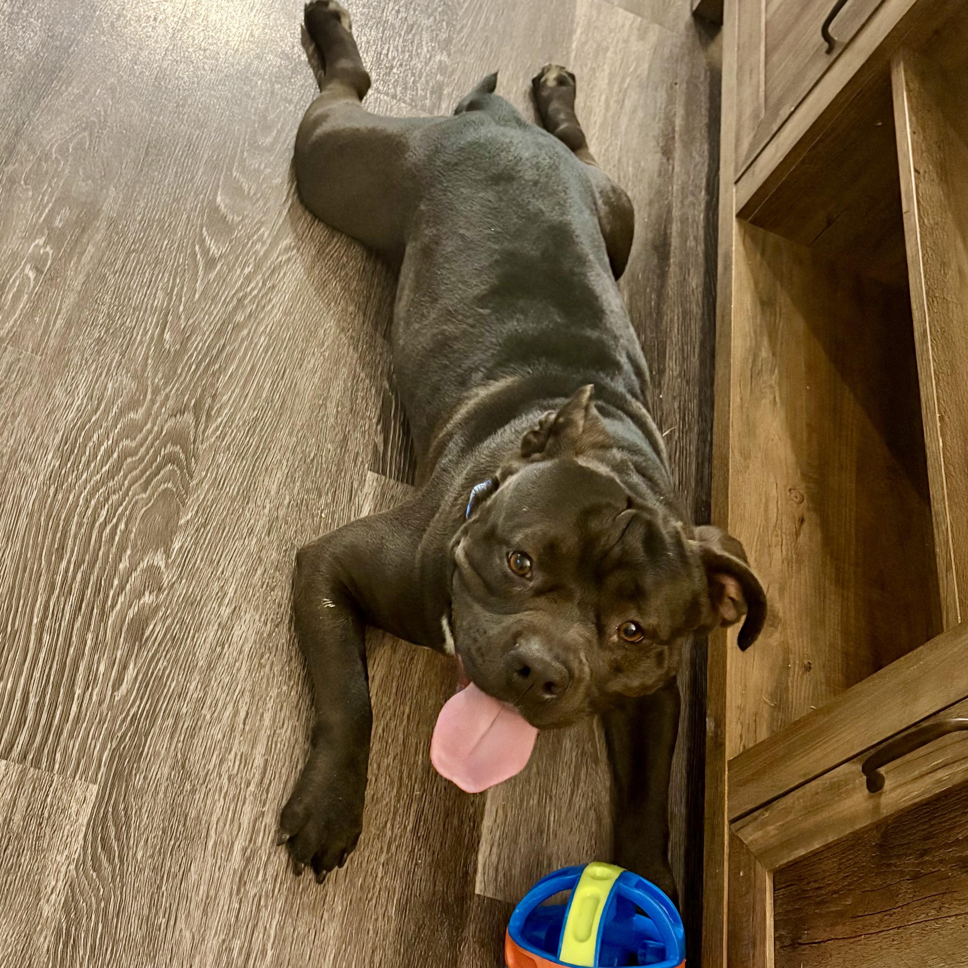 Enlarge Chip, a ADOPTABLE mixed breed in Boston, MA image 6/6