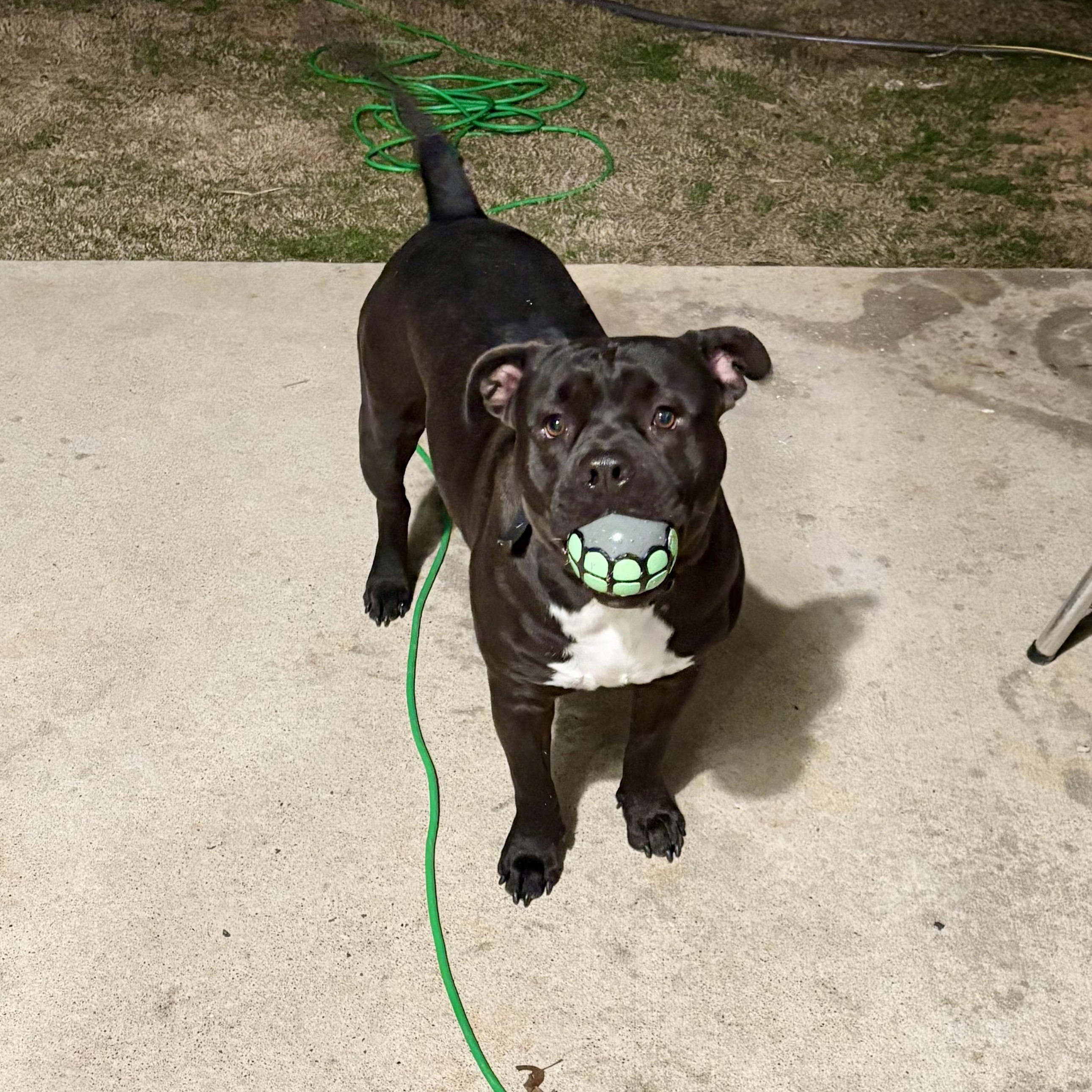 Enlarge Chip, a ADOPTABLE mixed breed in Boston, MA image 3/6