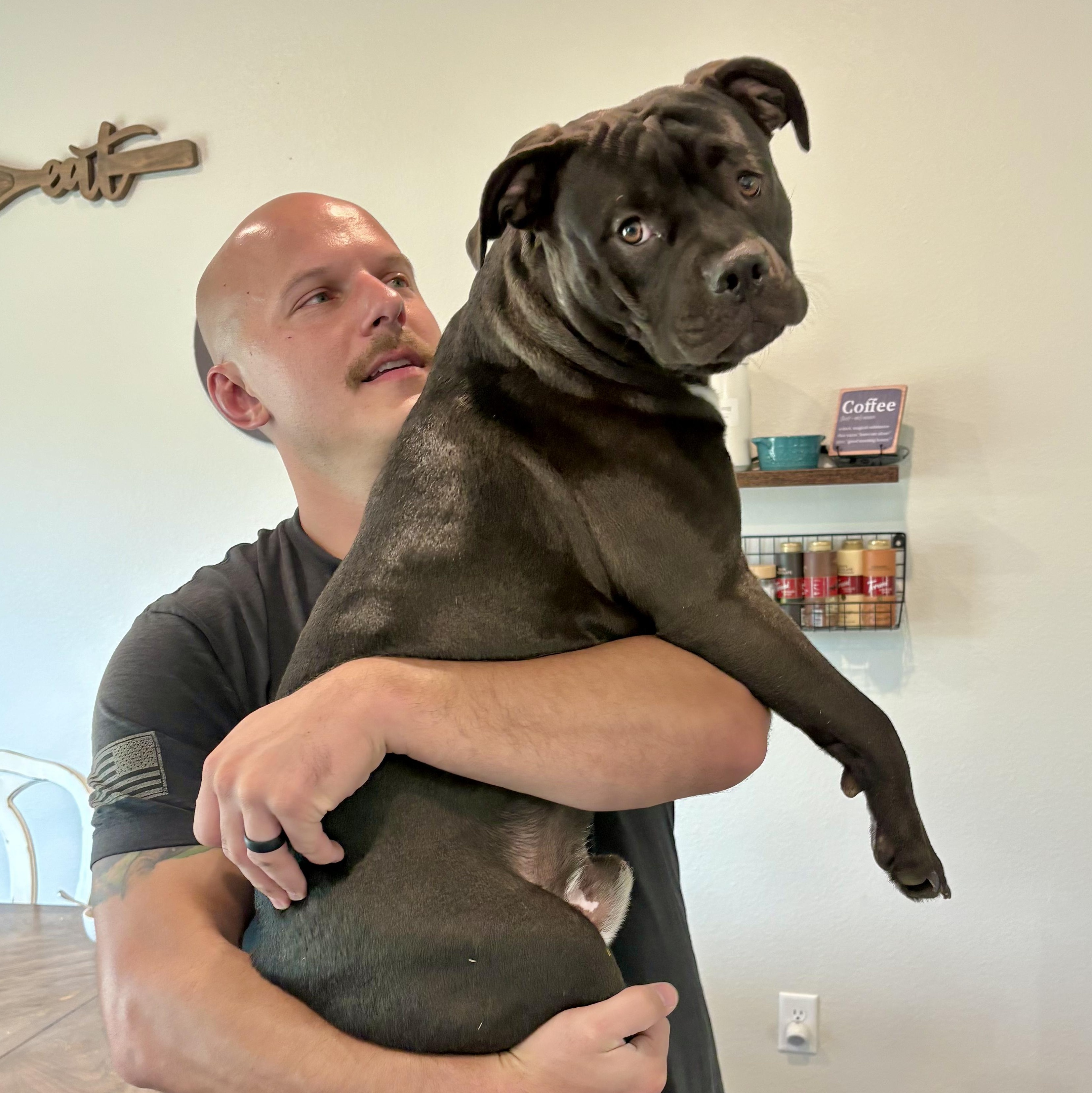 Enlarge Chip, a ADOPTABLE mixed breed in Boston, MA image 2/6