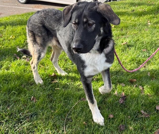 Athena, Adoptable, Young Female German Shepherd Dog & Anatolian Shepherd.