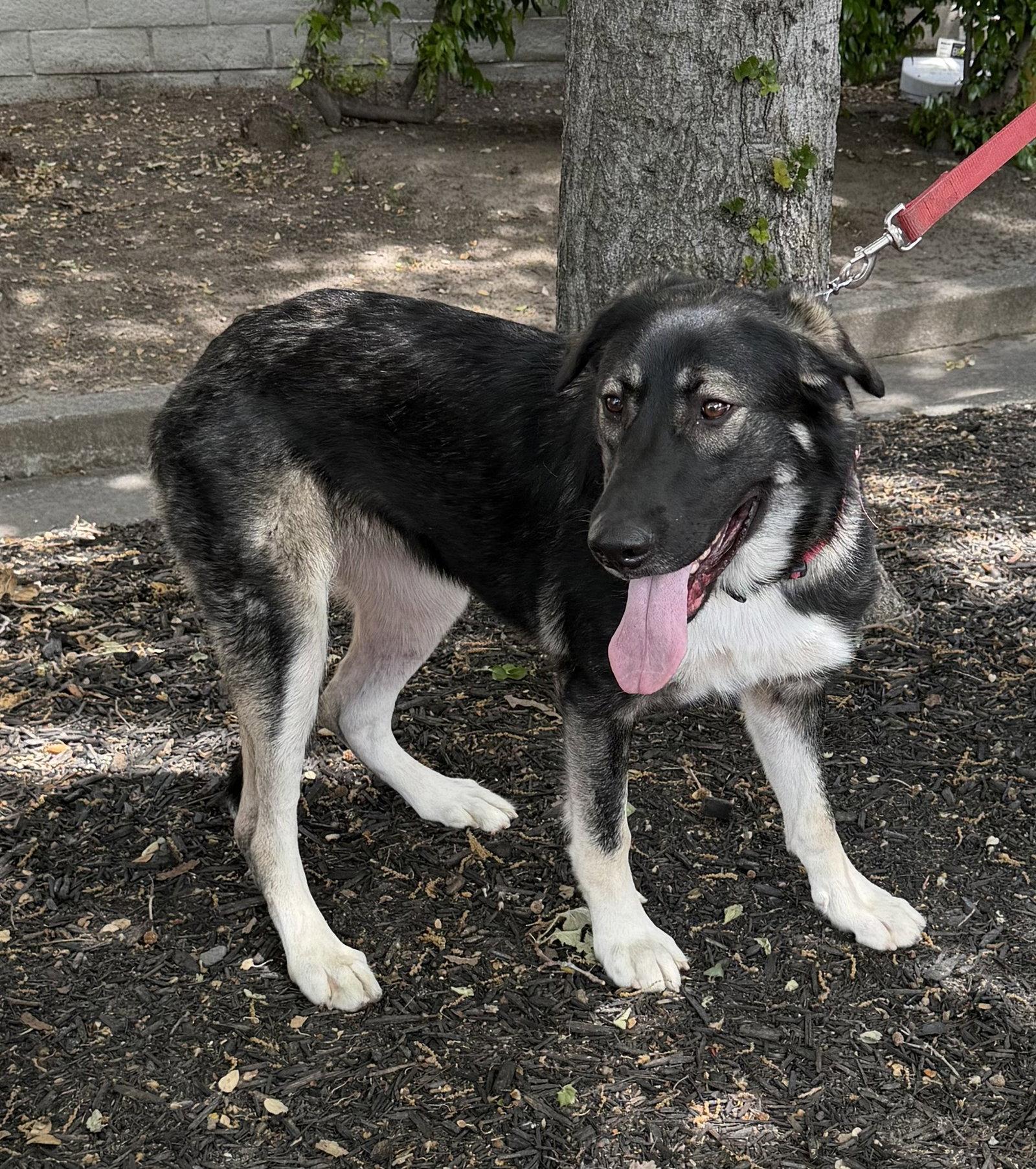 Athena, Adoptable, Young Female German Shepherd Dog & Anatolian Shepherd.