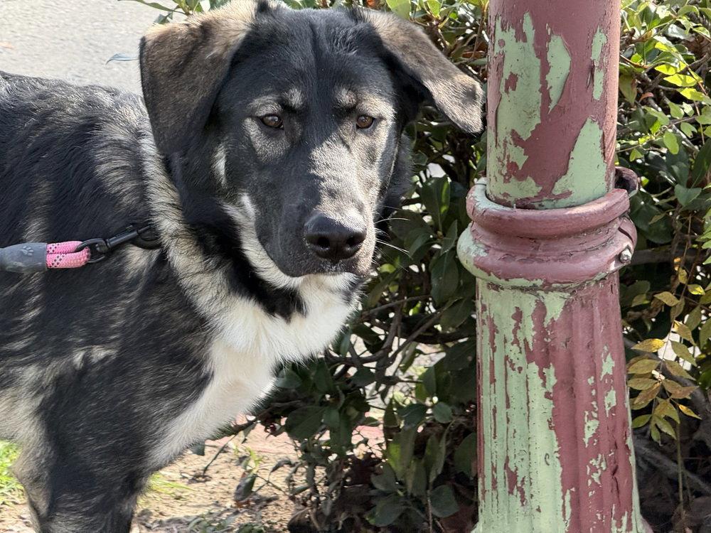 Enlarge Athena, a Adoptable mixed breed in Cupertino, CA image 2/3