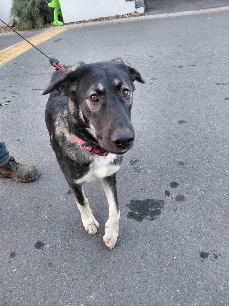 Athena, Adoptable, Young Female German Shepherd Dog & Anatolian Shepherd.