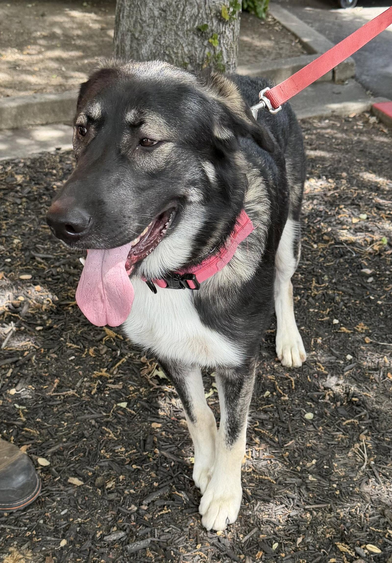 Enlarge Athena, a Adoptable mixed breed in Cupertino, CA image 3/3