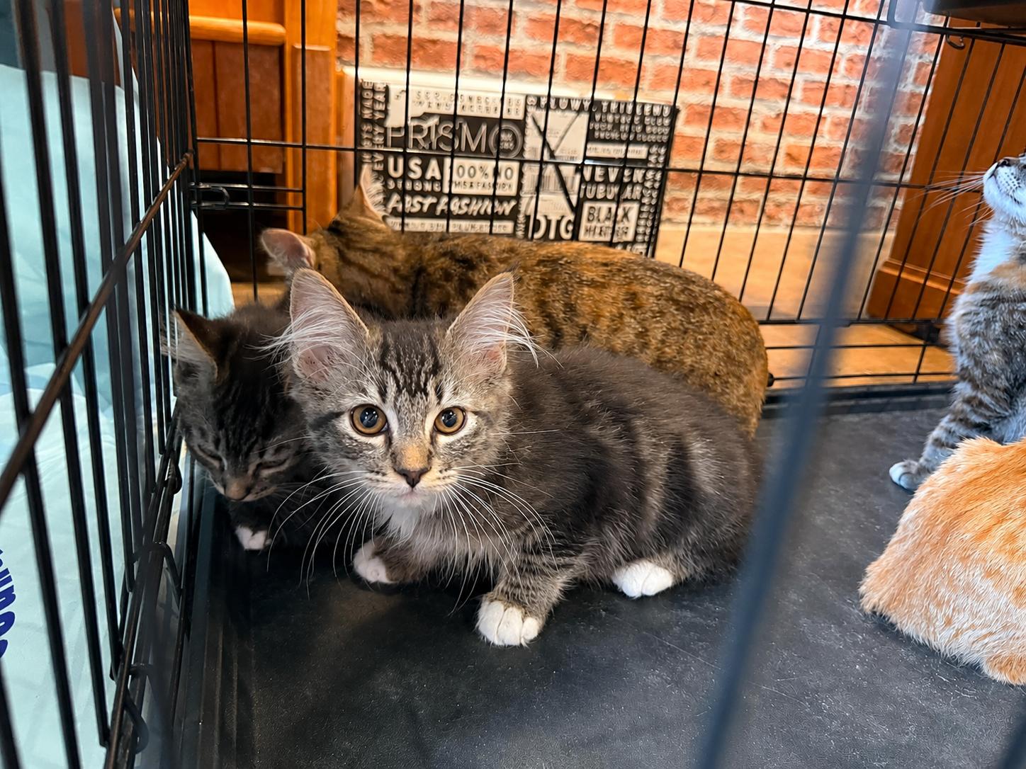 Aspen, Adoptable, Kitten Male Domestic Short Hair.