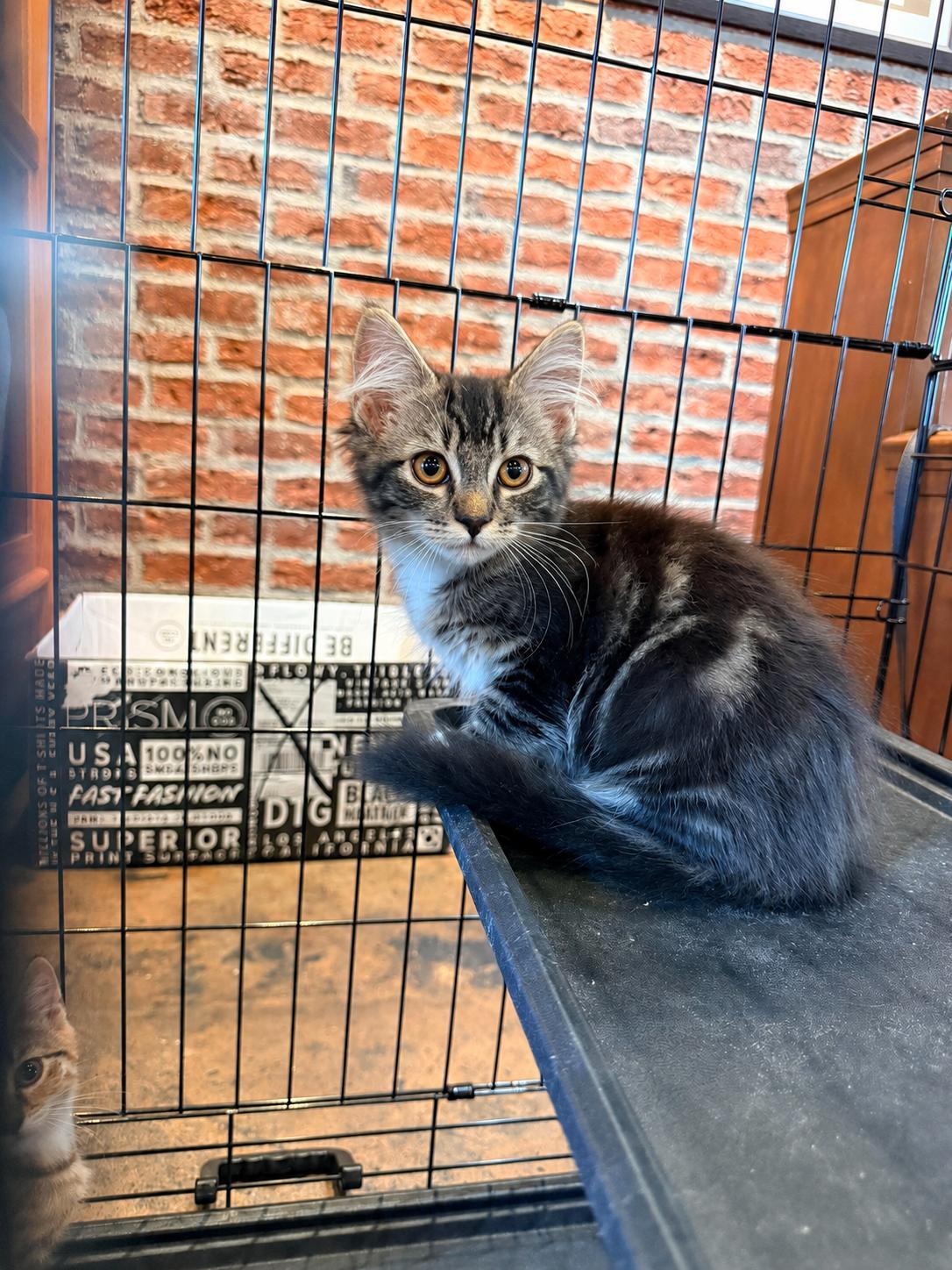 Enlarge Aspen, a Adoptable Domestic Short Hair in Roxboro, NC image 2/3