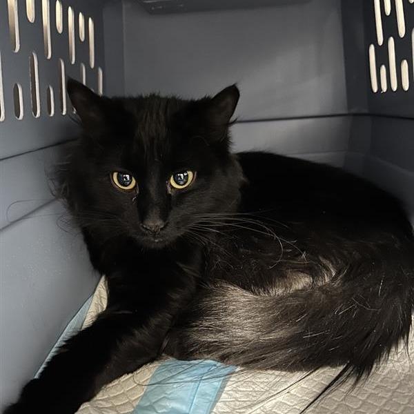 Creek, Adoptable, Adult Female Domestic Medium Hair.