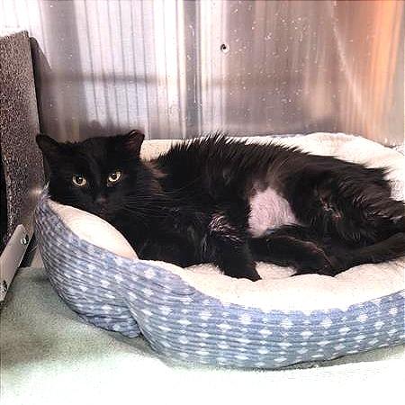 Enlarge Creek, a Adoptable Domestic Medium Hair in Salt Lake City, UT image 2/3