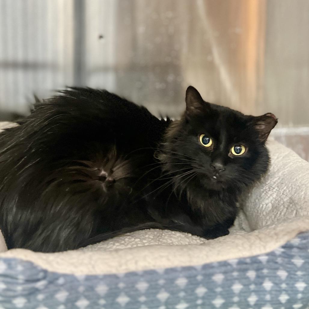 Enlarge Creek, a Adoptable Domestic Medium Hair in Salt Lake City, UT image 3/3