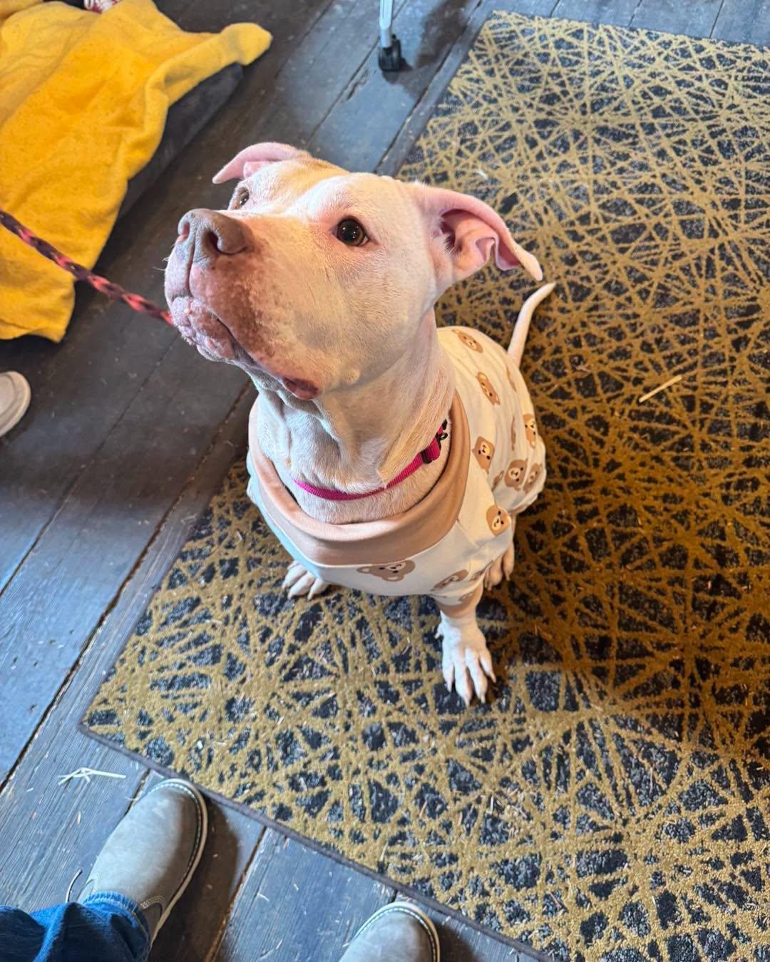 Downy, a ADOPTABLE mixed breed in Grand Haven, MI image 1/5