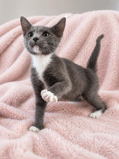 Enlarge Milli Vanilli, an adopted Domestic Short Hair in Houston, TX image 4/6