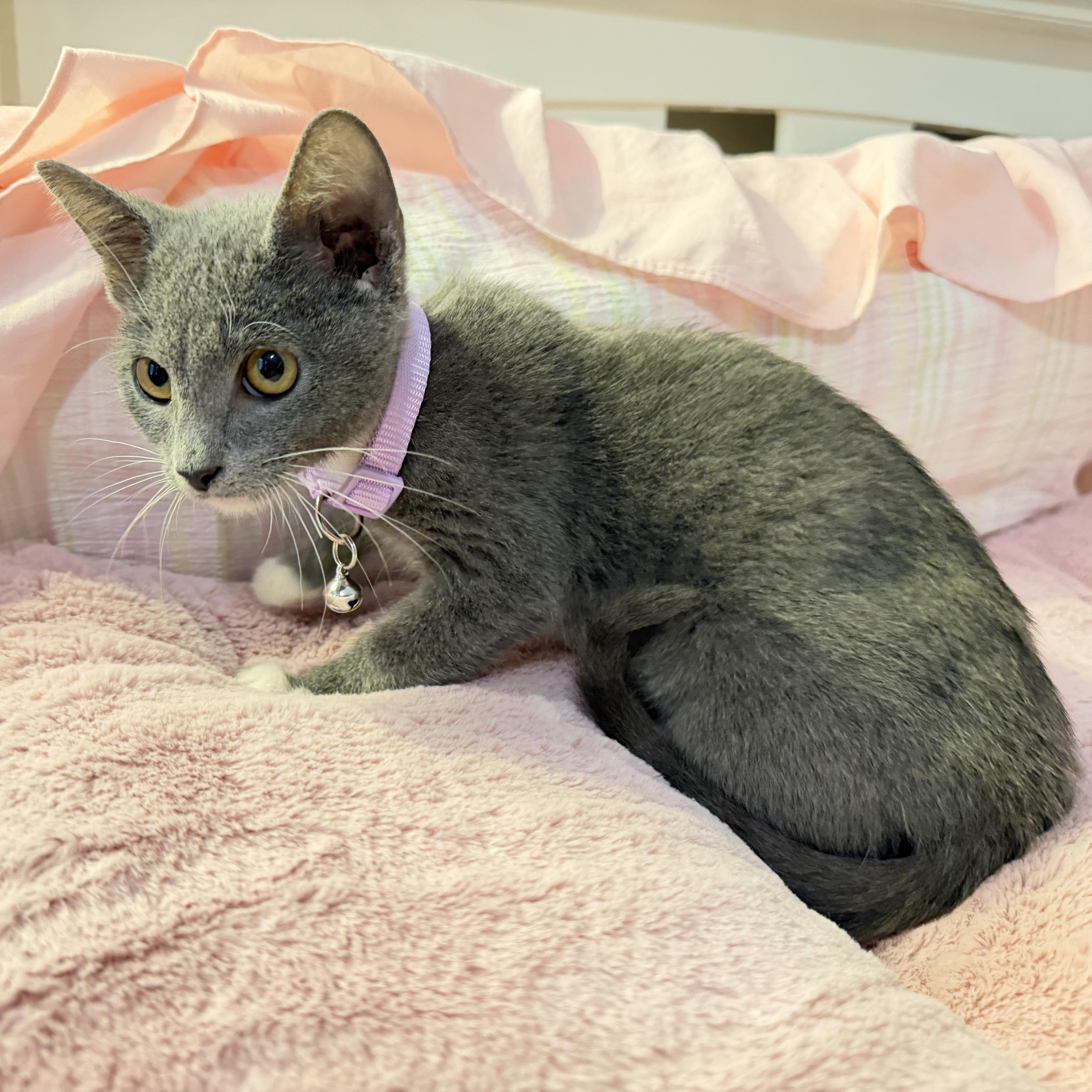 Enlarge Milli Vanilli, an adopted Domestic Short Hair in Houston, TX image 6/6