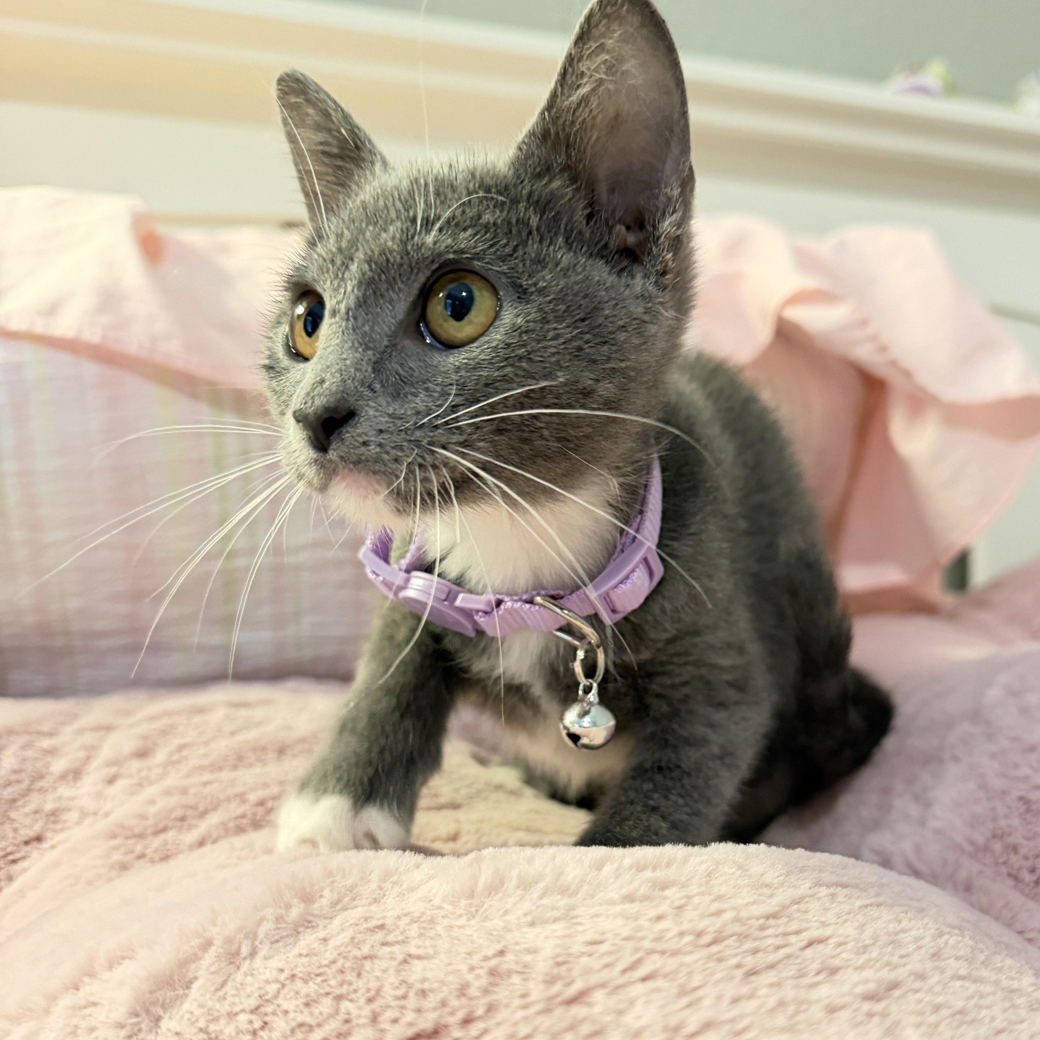 Enlarge Milli Vanilli, an adopted Domestic Short Hair in Houston, TX image 5/6