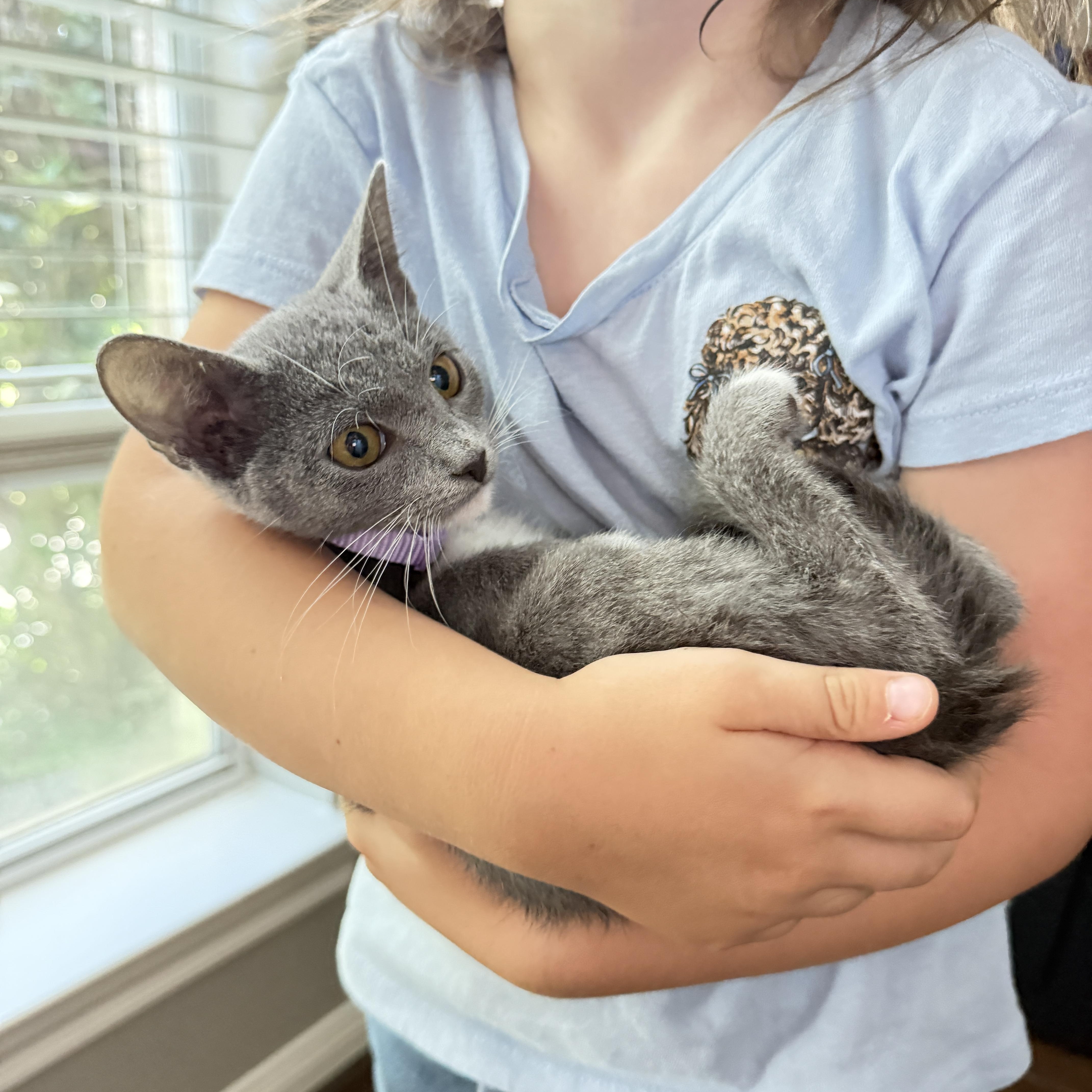 Enlarge Milli Vanilli, an adopted Domestic Short Hair in Houston, TX image 2/6