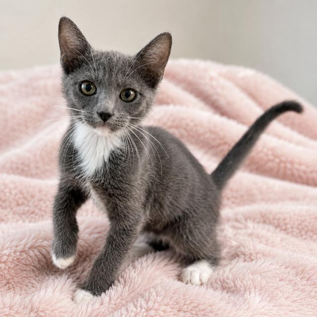 Enlarge Milli Vanilli, an adopted Domestic Short Hair in Houston, TX image 3/6