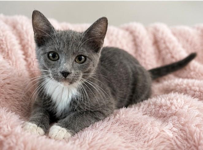 Milli Vanilli, adopted, Kitten Female Domestic Short Hair.
