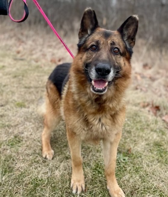 Enlarge Legend, a Adopted German Shepherd Dog in Brantford, ON image 2/6