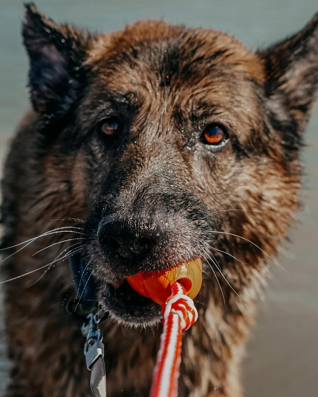 Enlarge Legend, a Adopted German Shepherd Dog in Brantford, ON image 6/6