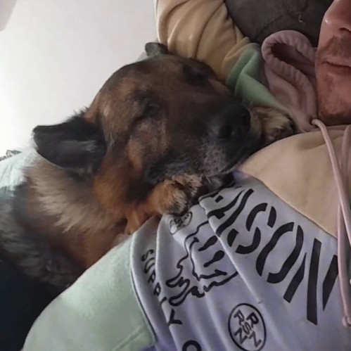 Enlarge Legend, a Adopted German Shepherd Dog in Brantford, ON image 3/6