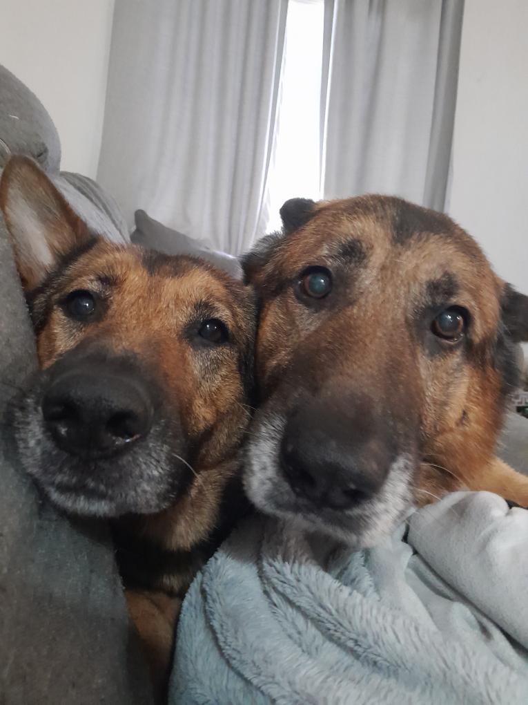 Enlarge Legend, a Adopted German Shepherd Dog in Brantford, ON image 4/6