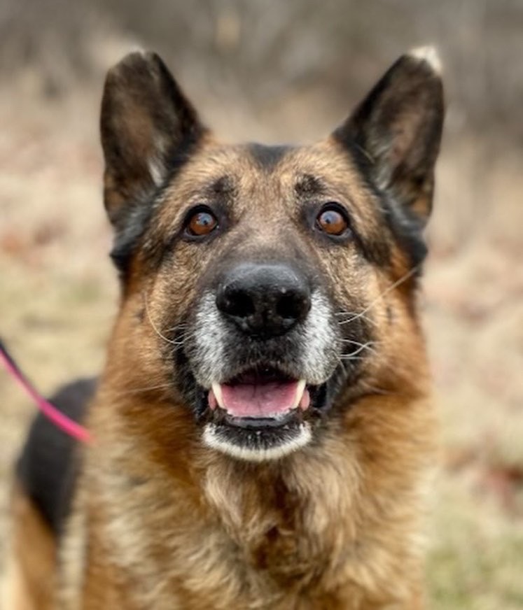 Enlarge Legend, a Adopted German Shepherd Dog in Brantford, ON image 5/6