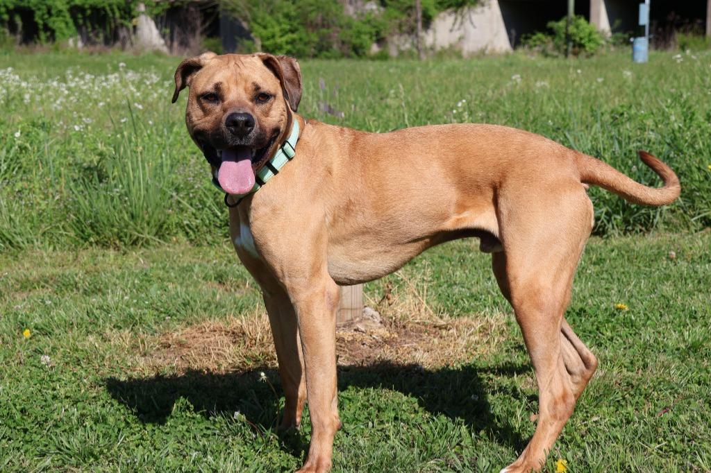 Enlarge Scooby Andrew Doo, a Adoptable mixed breed in Columbia, TN image 1/6