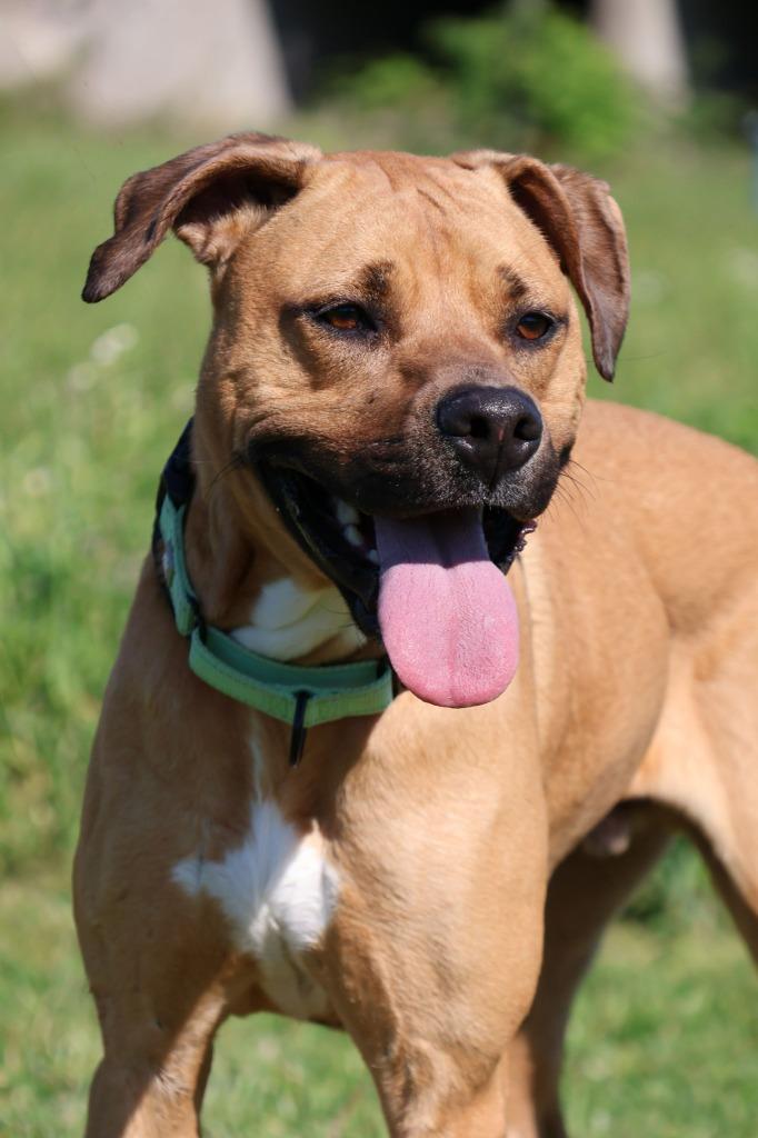 Enlarge Scooby Andrew Doo, a Adoptable mixed breed in Columbia, TN image 2/6