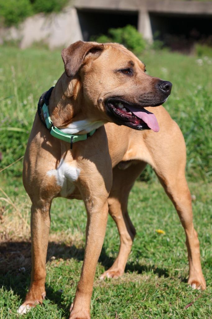 Enlarge Scooby Andrew Doo, a Adoptable mixed breed in Columbia, TN image 4/6