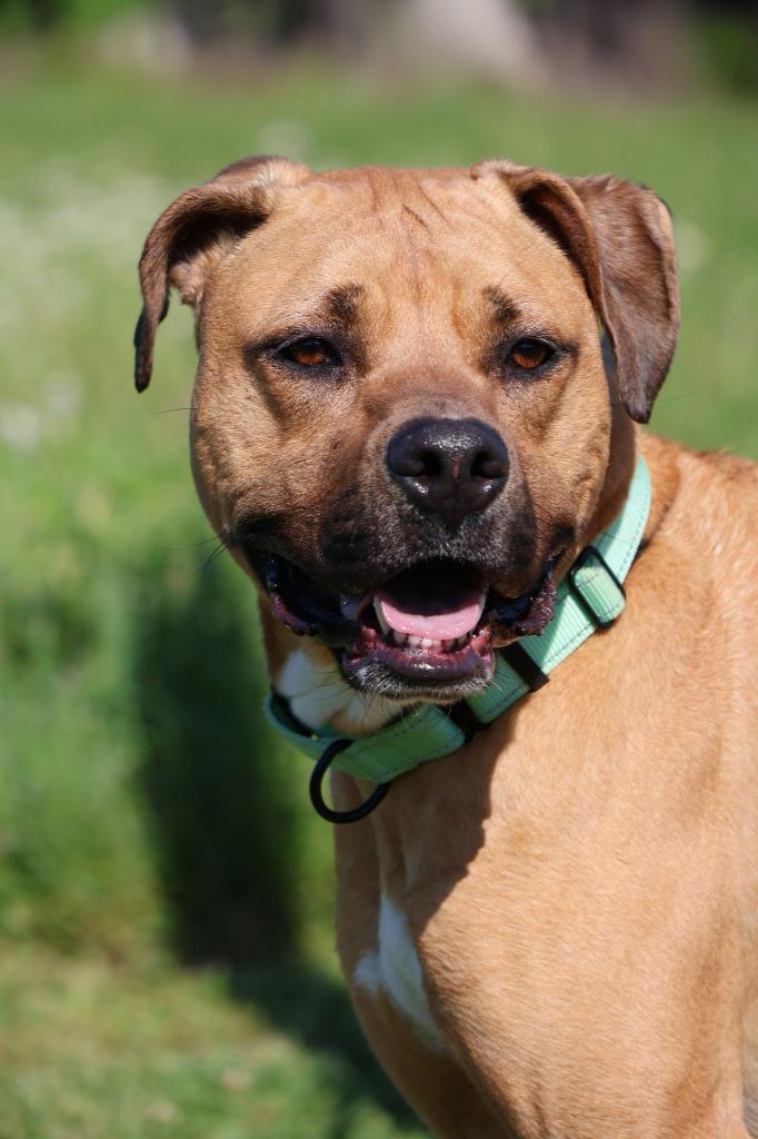 Enlarge Scooby Andrew Doo, a Adoptable mixed breed in Columbia, TN image 5/6